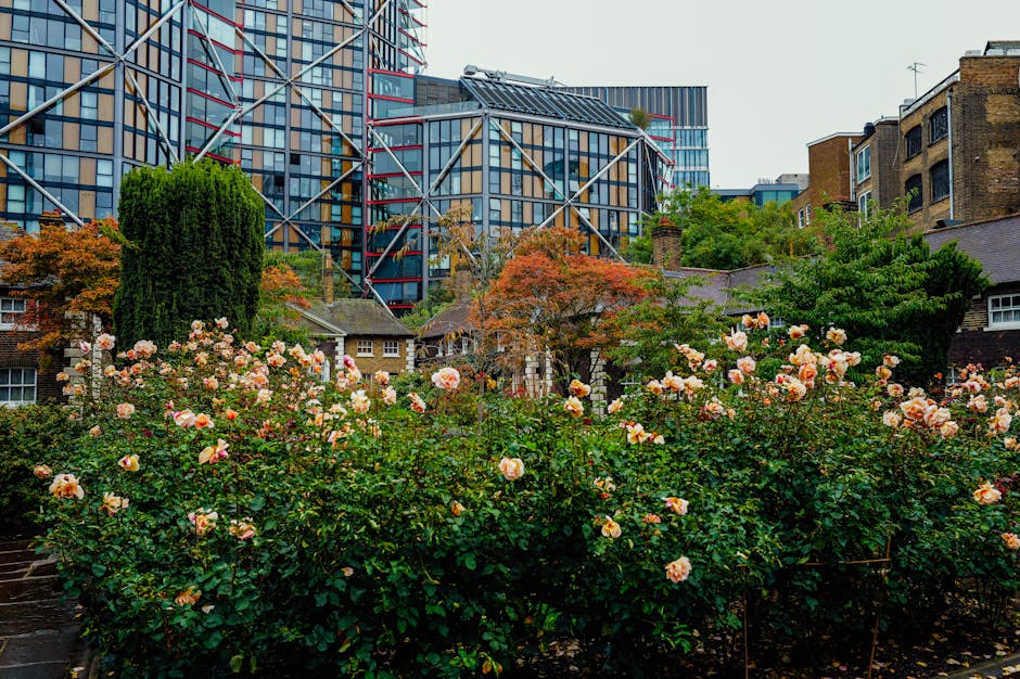 A lush communal garden featuring multiple rose bushes in full bloom with pink and peach-colored flowers, densely packed along the front, surrounded by various other types of shrubs and small trees. Th
