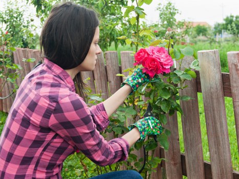 Pruning shrubs and maintaining plant shapes in a well-kept Shadwell garden.